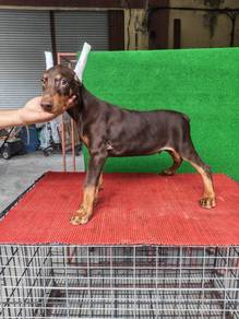 Male Doberman puppy MKA 1708B