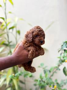 poodle & Maltipoo & shihtuz 