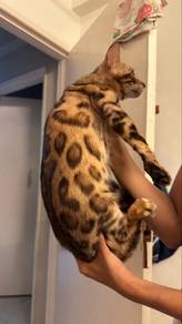 pure bengal rossete