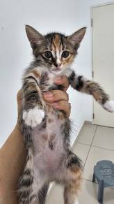 Cats looking  for adoption.