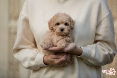 Maltipoo