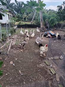 angsa kelabu jantan