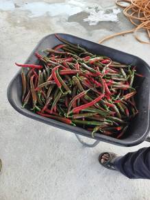 Cili besar merah