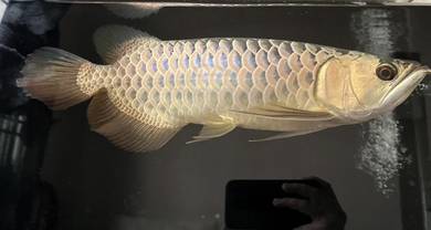 Arowana crossback 10” and 14” for sales