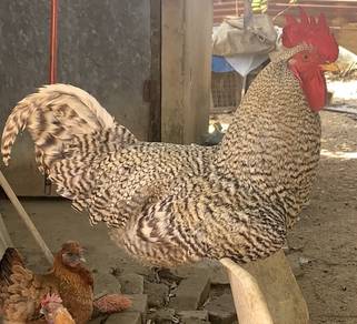 b.rock chicken ayam jantan