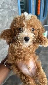toy poodle