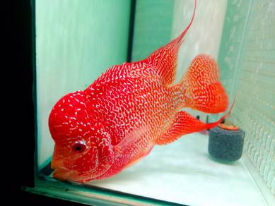 Flowerhorn Cc GB Kamfa 