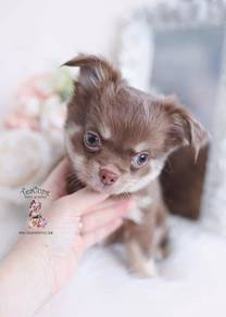 YY311 Adorable Chihuahua long haired puppies