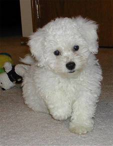Jumpy Poochon Cute Round Head Sweet Puppy Dog