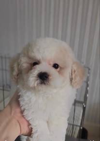 Poodle