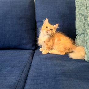 Supershort Munchkin Male  Kitten jari 6