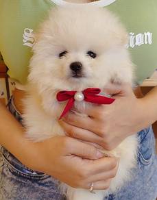 Pomeranian