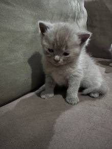 British shorthair BSH Kitten for rehome.
