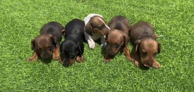 Dachshund Puppy