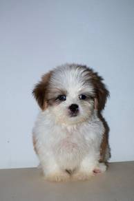 D13 Cute Shih Tzu Puppy