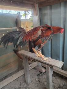 Ayam batang kaki 