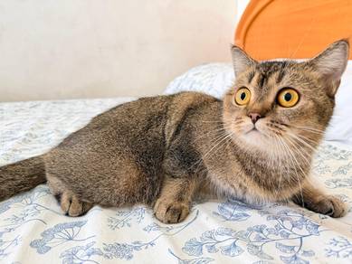 bsh female