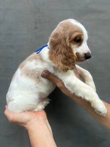 English Cocker Spaniel Puppy 13
