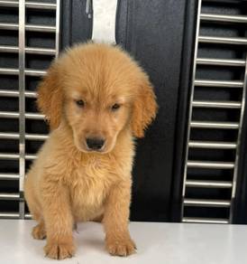 Golden retriever 