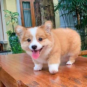 Corgi puppies Male