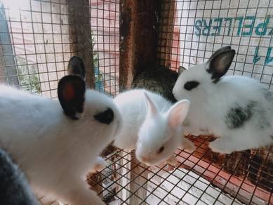anak Arnab minirex mix