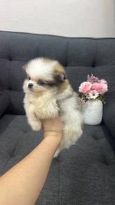 Pure Breed Mini Pomeranian (F403)