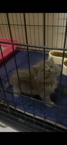 blh