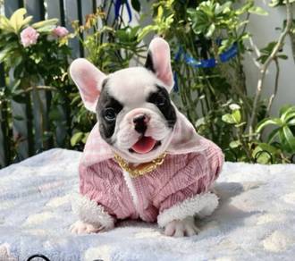 FRENCH BULLDOG PUPPIES 🌻S166 Charming Boy