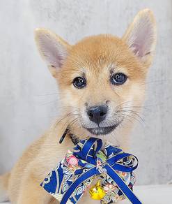 ShiBA INu