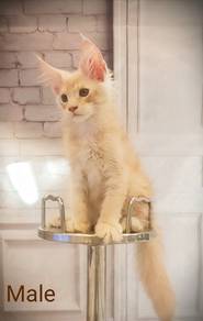 E8 Maine Coon