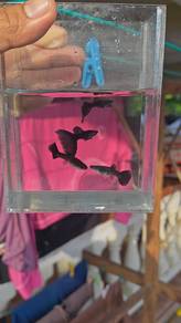 ikan guppy 