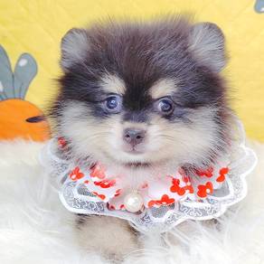 Pomeranian