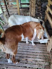 kambing sepasang