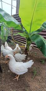 Ayam Leghorn