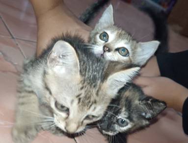 Ibu dan anak kucing