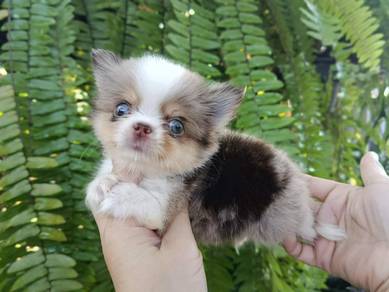 Teacup Blue eye chiwawa-boy