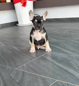 Pure French Bulldog puppy