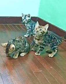 Bengal kittens