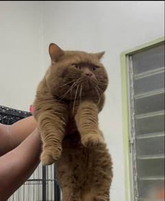 bsh mating (cinnamon)