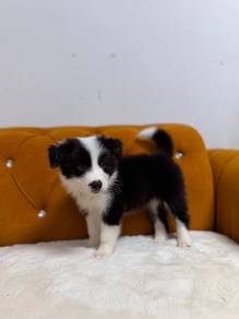 Border Collie