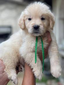 Golden puppies12