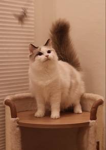 Ragdoll Kitten | Seal Bicolour Girl 🩵🇲🇾