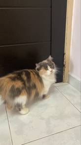 Napoleon Munchkin