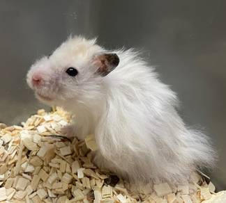 Hamster murah! Offer kawkaw!