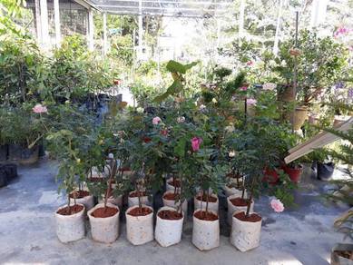 Bunga Ros pelbagai warna