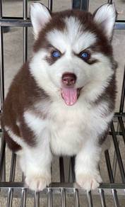 SIBERIAN HUSKY PUPPIES 🌻 Boy~Girl VIP06