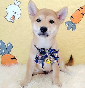 Shiba