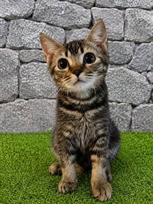 D7 Munchkin Non Standart 