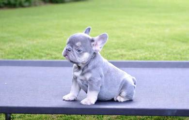 French Bulldog FB13 - Female