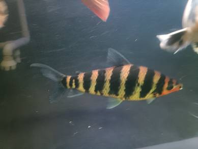 leporinus fish